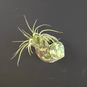 Green Turbo Shell Air Plant Magnet