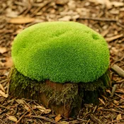 Cushion Moss | Leucobryum glaucum