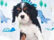 Cavalier King Charles – 49283