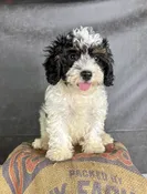 Brody-Cavapoo Puppies — Quality Puppies USA