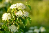Alternateleaf Dogwood