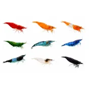 Premium Skittles Pack of assorted Neocaridina Shrimp