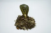 Begonia blancii 'Mottled'