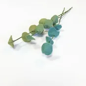 Eucalyptus Stem
