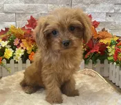 Cavapoo – 3095