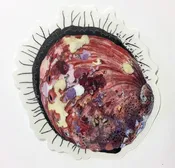 Abachar Abalone Sticker
