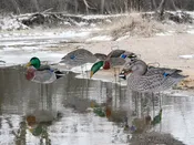 Fully Flocked Mallard Silhouettes, 12 Pack