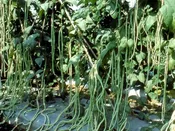 Asparagus Bean: MILADY