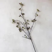 Barberry Long Stem