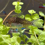 Agassizi Corydora – Corydoras agassizii
