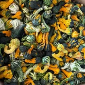 Gourds — Greene Thumb Landscape