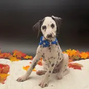 Dalmatian