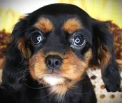 Cavalier King Charles (F)  24911