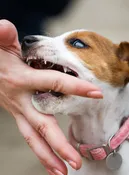 Teaching Your Puppy Not to Bite: A Guide to Managing and Eliminating Puppy Mouthing