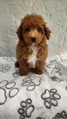 Toy Poodle, easy personality cute male