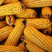 Corn Cobs — The Wood Thrush Shop
