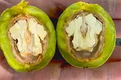 Organic English Wet Walnuts (Raw, Fresh, Unpasteurized)