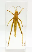 Golden Grasshopper — Rest in Pieces