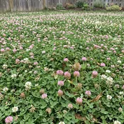 CloverCore | Two Clover Lawn Seed Mix
