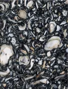 BLACK OYSTER