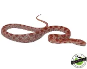 Albino (Amel) Corn Snake Baby