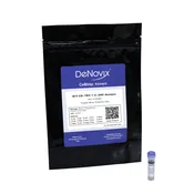 Trypan Blue Assay