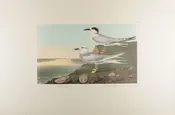 409-Havell's Tern, Trudeau's Tern — Taylor Clark Gallery