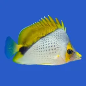 Declives Butterflyfish WYSIWYG