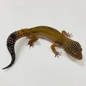 Adult Group 1.4 Dark Mack Snow Eclipse Leopard Gecko LBG-14