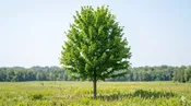 Firefall Maple