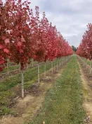 Acer rubrum ‘October Glory’ – October Glory® Maple