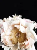 Peony 48