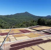 El Salvador El Carmen Pacamara Anaerobic