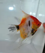 Deluxe Orange Classic Koi Angelfish
