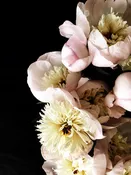 Aix in Provonce Peonies 1