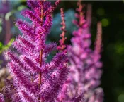 Astilbe - Purple Lance