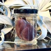 Fisher Heart Wet Specimen — Rest in Pieces