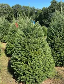 Douglas Fir