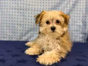 Morkie – 933