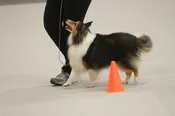 G1200.Advanced Obedience/CGC Prep – Monday, 12:00 pm