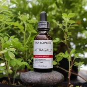Astragalus Tincture - 1 oz