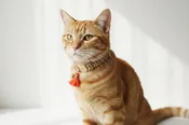 Cat Collar-Adjustable Beige, Orange, and Brown with Tassel