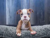 Bosbull