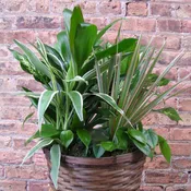 Large Dishgarden