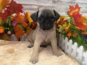 Pug – 9270