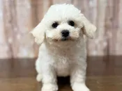 Bichon Frise – 4370
