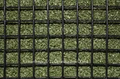 Critterfence® 5x100 Metal Fence (Black – Welded Wire – ½ x ½ Inch) CLEARANCE