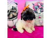 Havanese – 3915