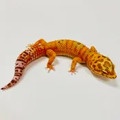 Adult Group 1.4 Sunglow Tremper Leopard Gecko LBG-09