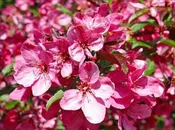 Crabapple, Prairie Fire